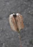 Fritillaria pallidiflora