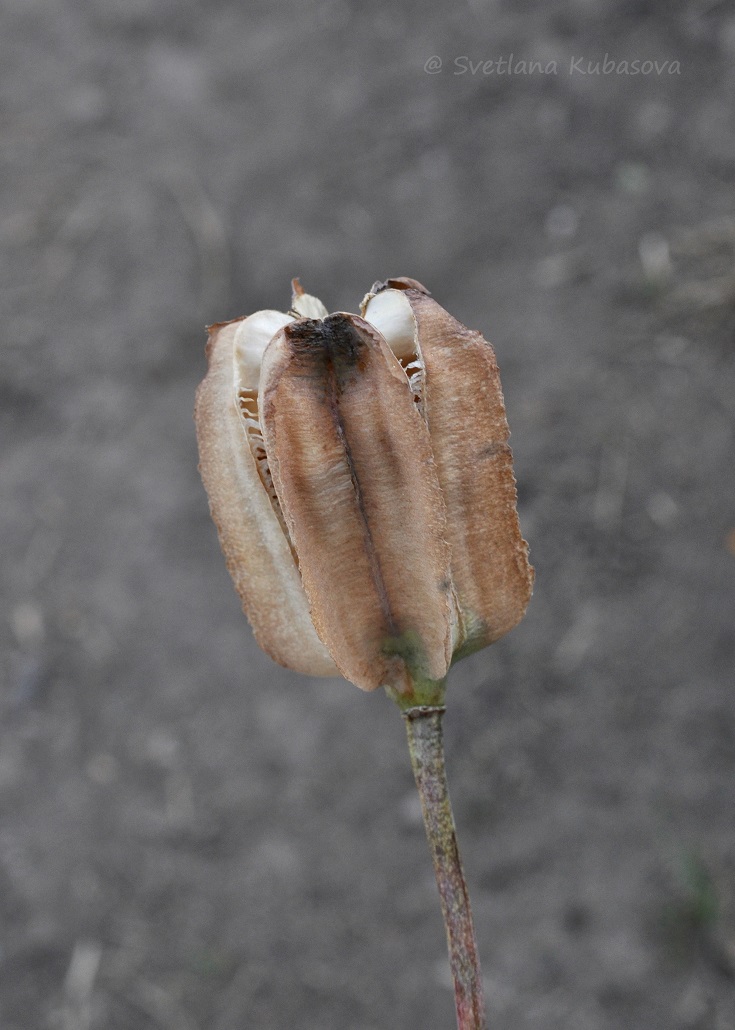 Изображение особи Fritillaria pallidiflora.