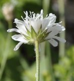 Knautia ambigua