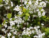 Spiraea × arguta