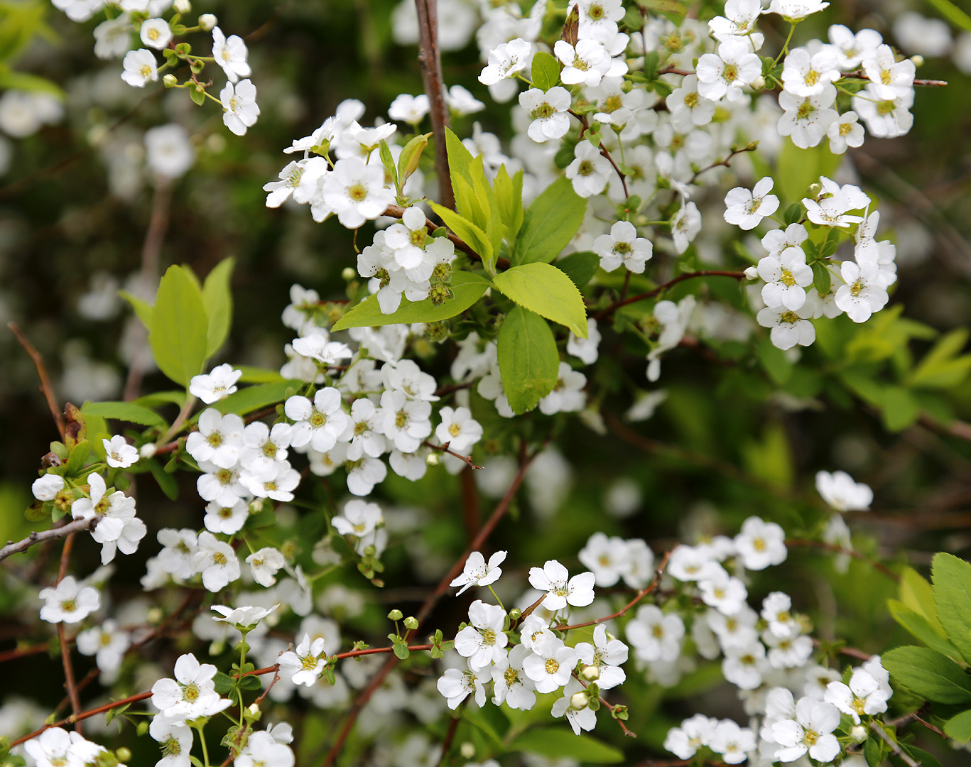 Изображение особи Spiraea &times; arguta.