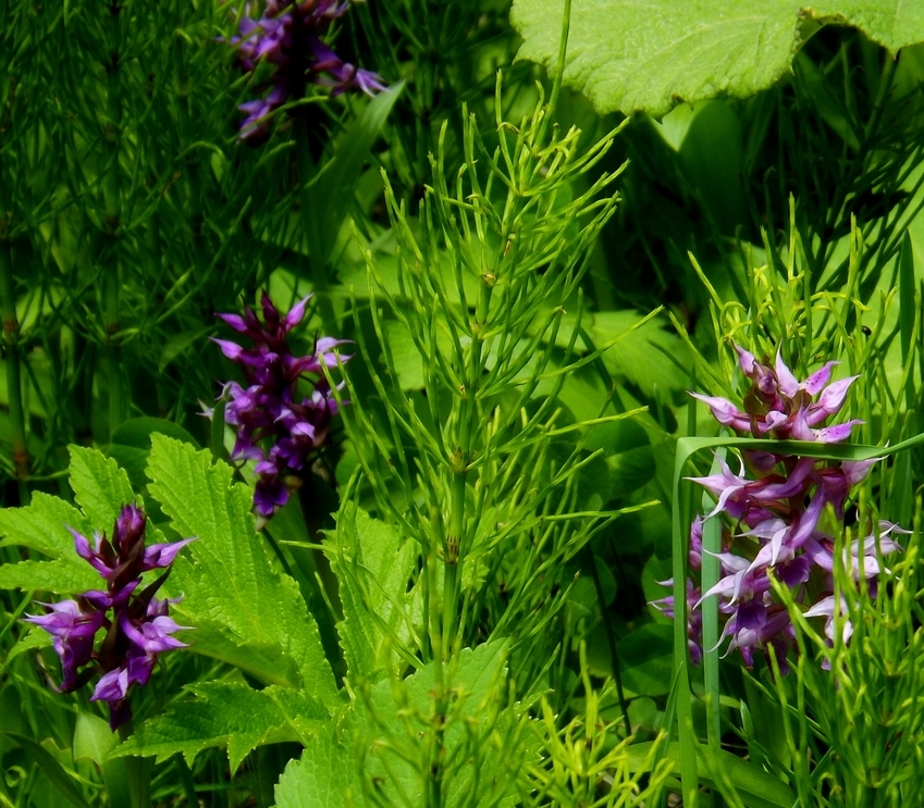 Image of Dactylorhiza aristata specimen.