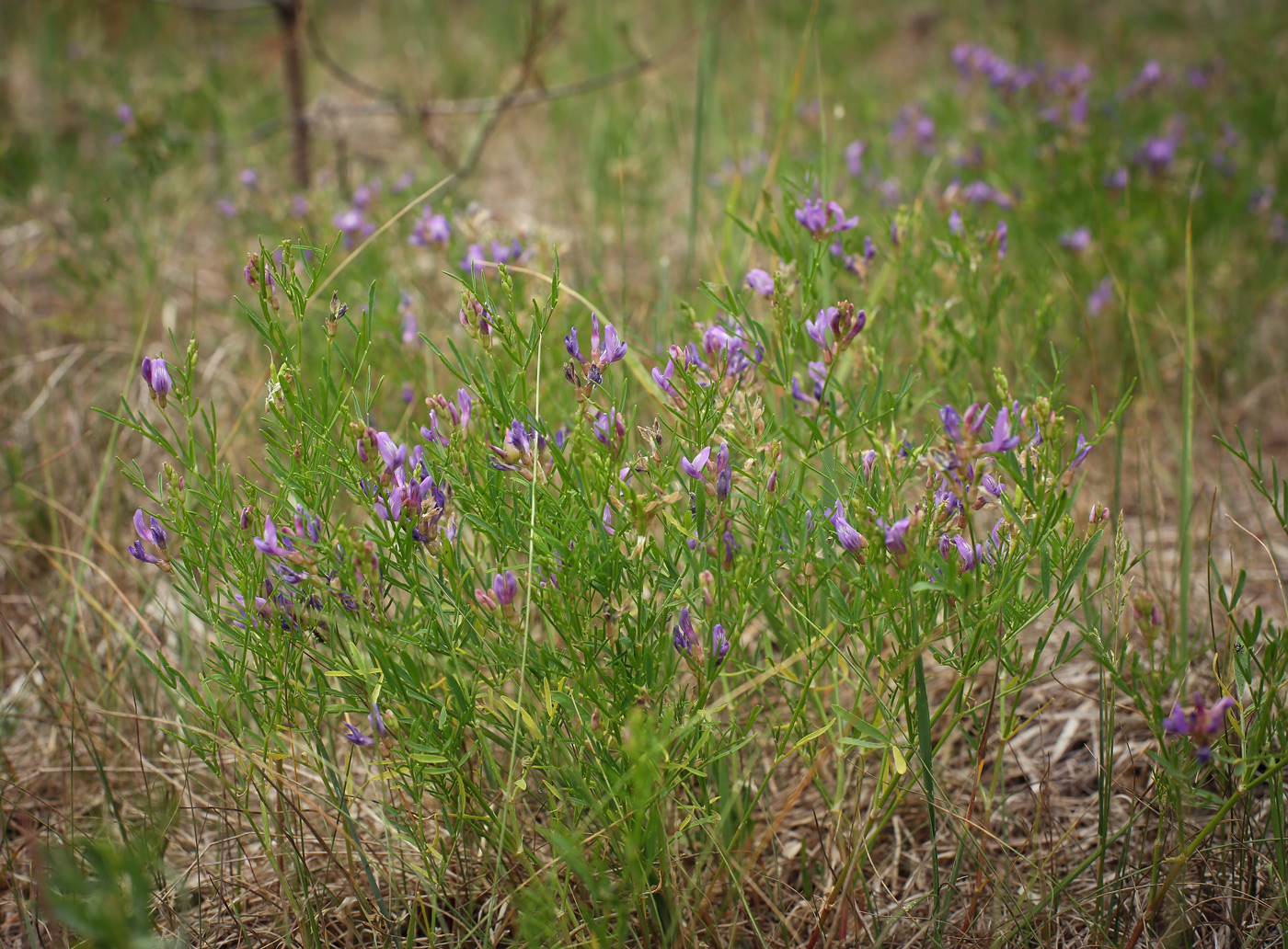 Image of Astragalus arenarius specimen.