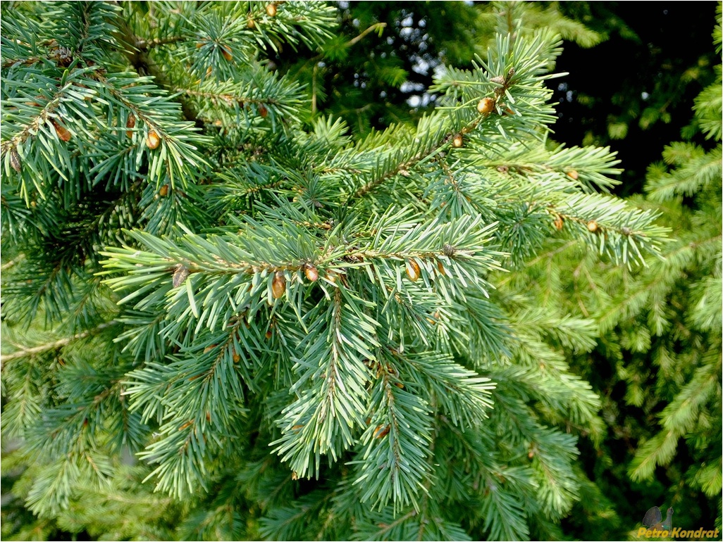 Изображение особи Pseudotsuga menziesii.