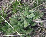 Astragalus sieversianus