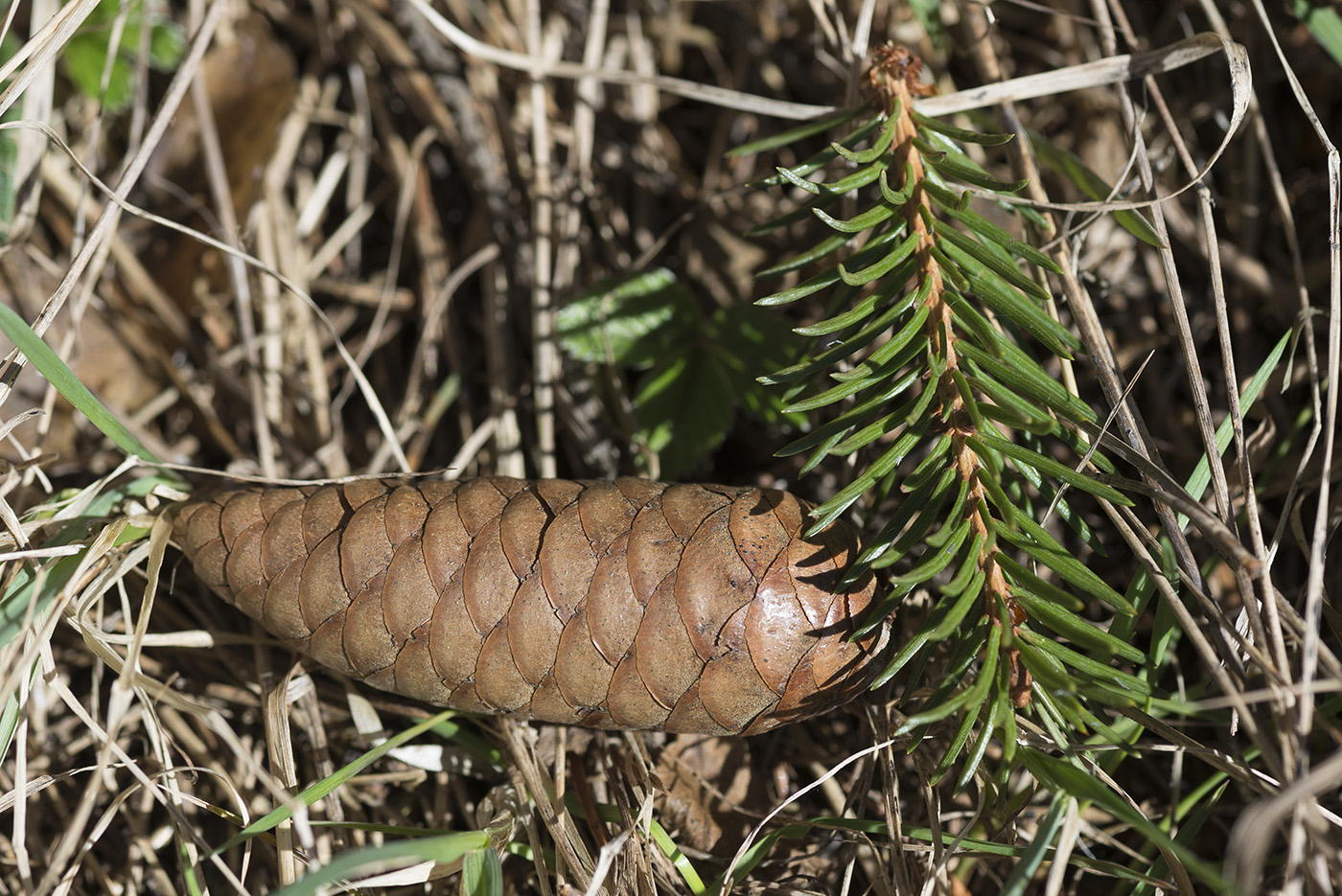 Изображение особи Picea obovata.