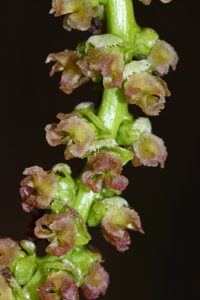 Image of Populus suaveolens specimen.