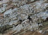 genus Physcia