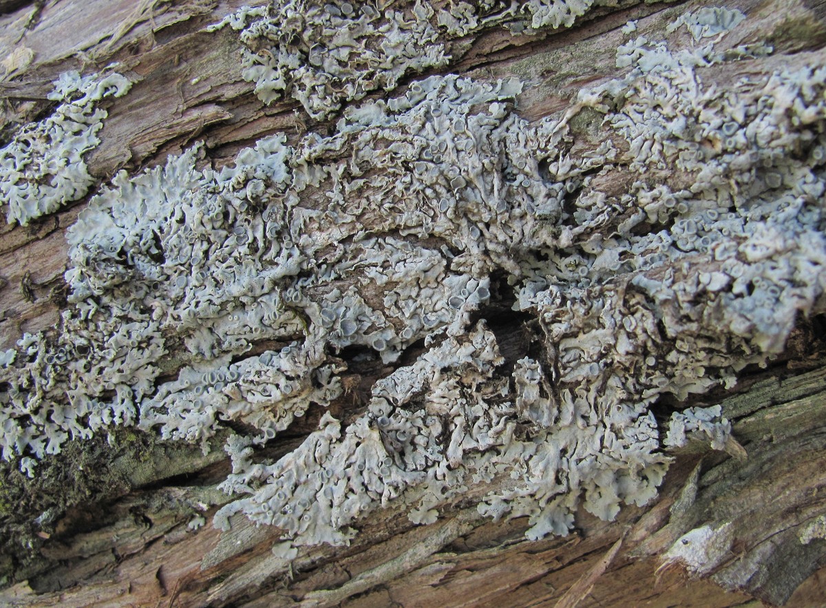 Image of genus Physcia specimen.