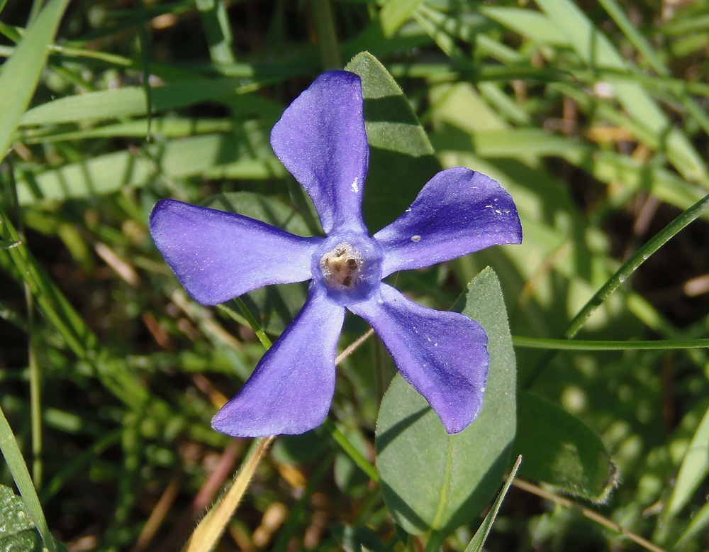 Изображение особи Vinca herbacea.