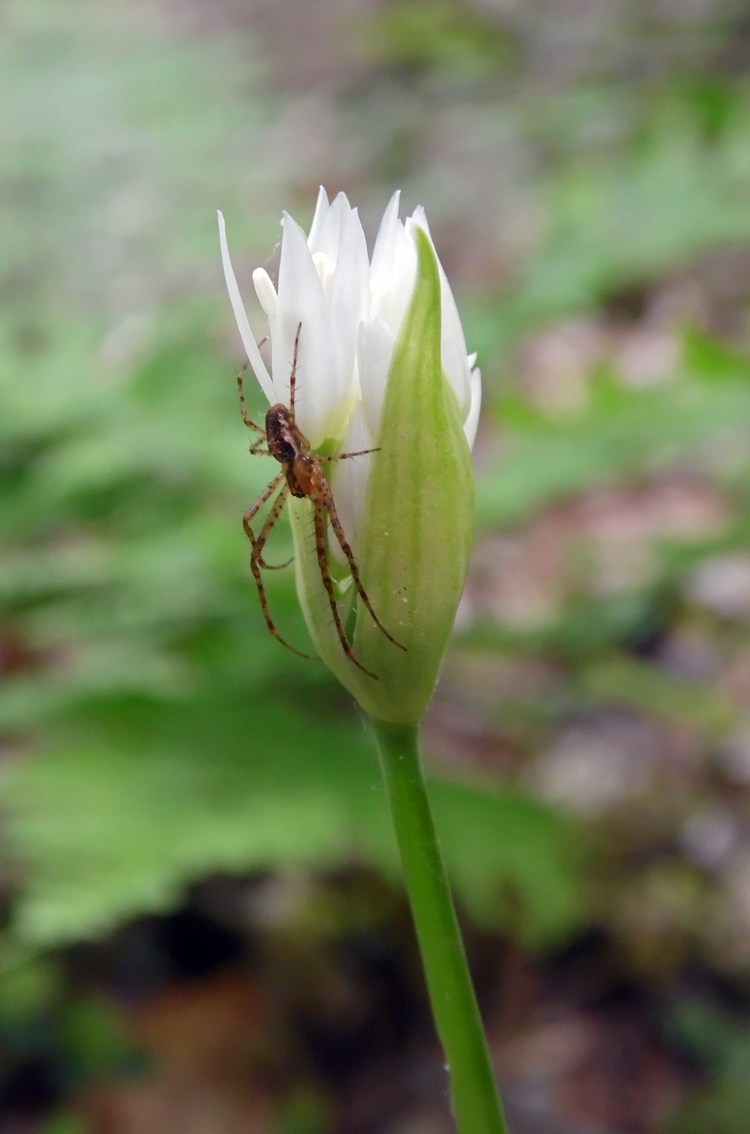 Изображение особи Allium ursinum.