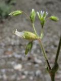 Cerastium holosteoides. Соцветие со зрелой коробочкой. Крым, окр. Судака, южные отроги горы Перчем, русло временного водотока. 18 мая 2017 г.