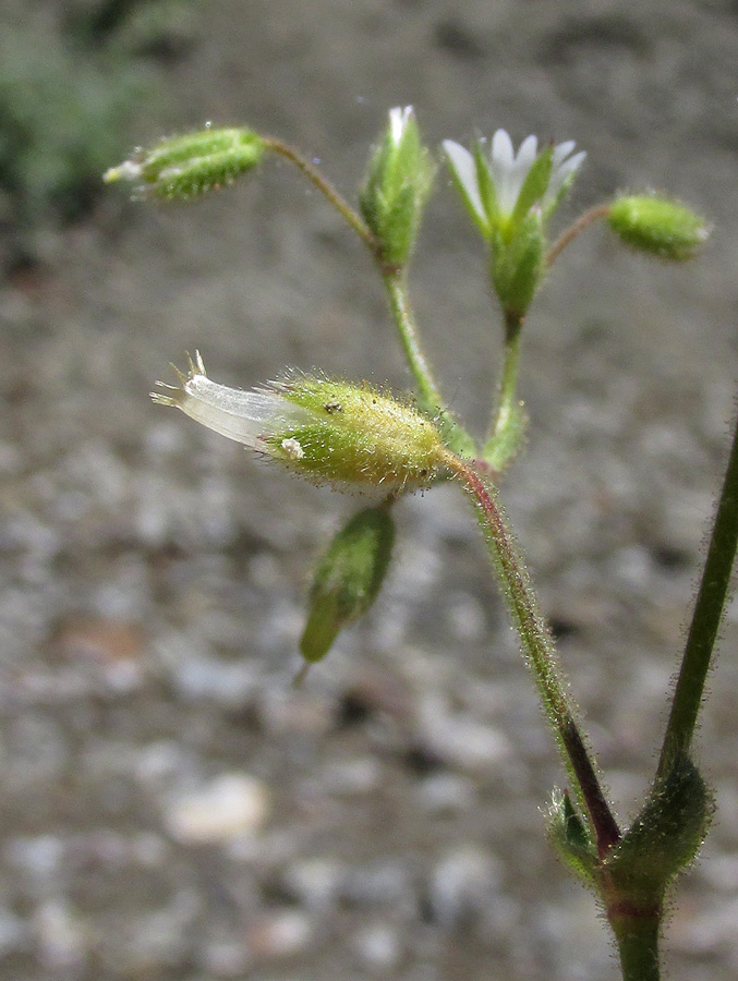 Image of Cerastium holosteoides specimen.