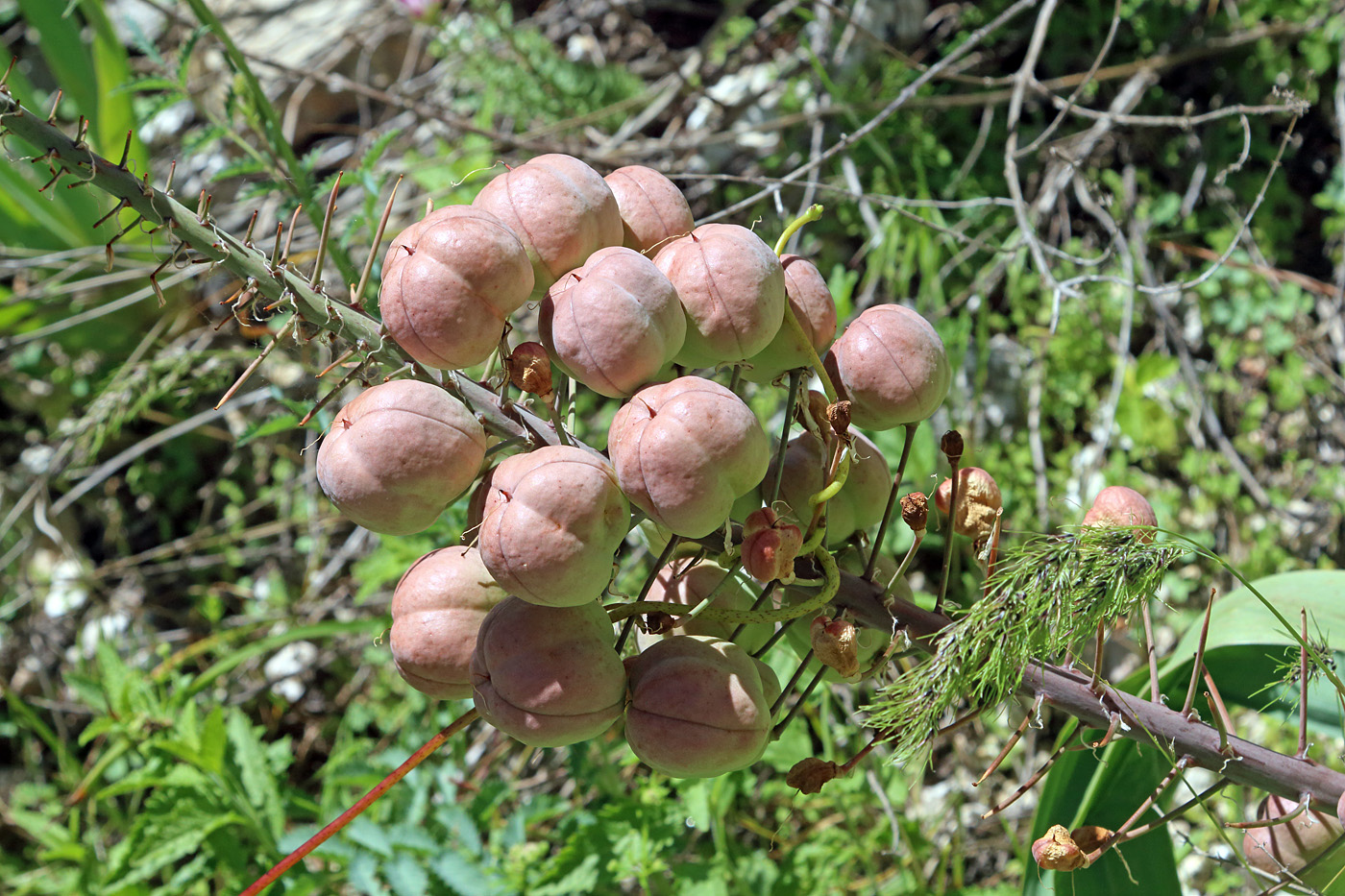 Image of Eremurus lactiflorus specimen.