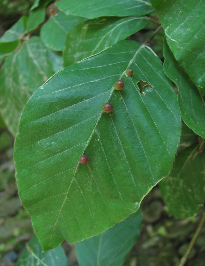 Image of Fagus orientalis specimen.