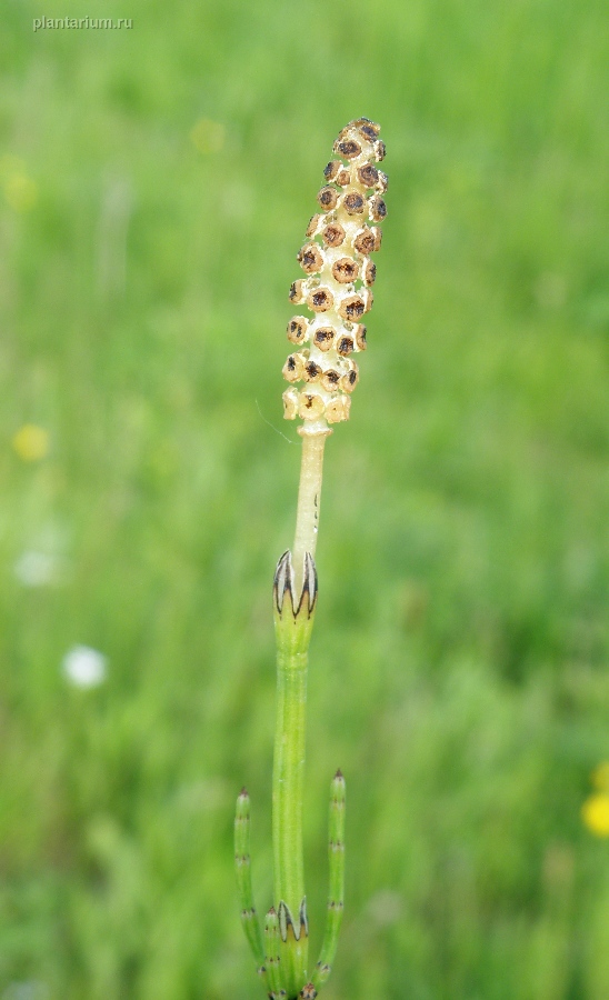 Image of Equisetum palustre specimen.