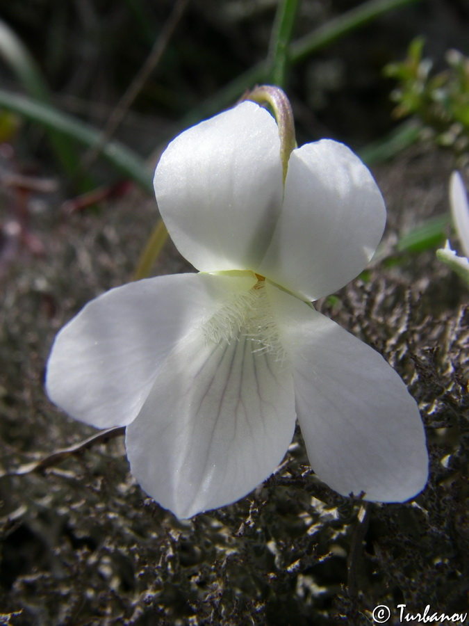 Изображение особи Viola sieheana.