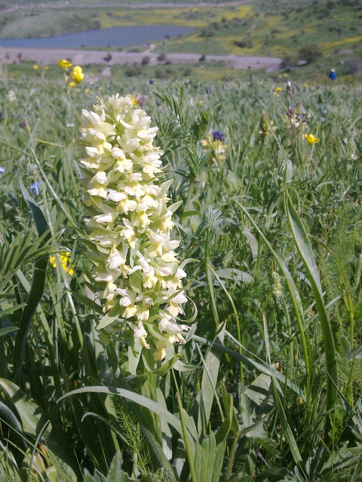 Изображение особи Dactylorhiza romana ssp. georgica.