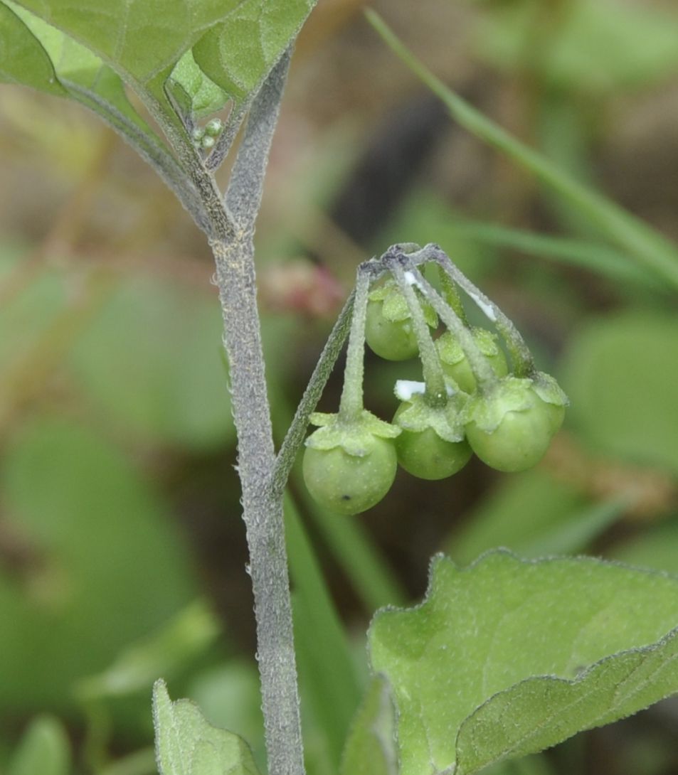 Изображение особи род Solanum.