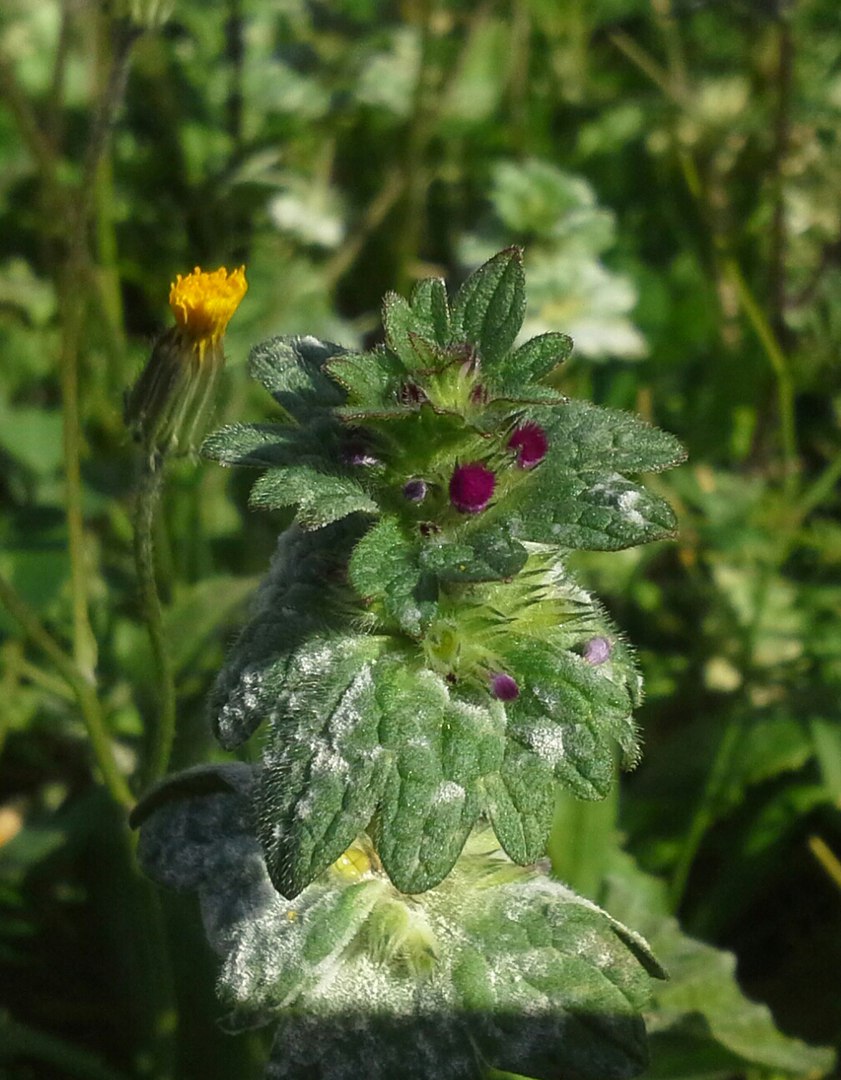 Image of Lamium amplexicaule specimen.