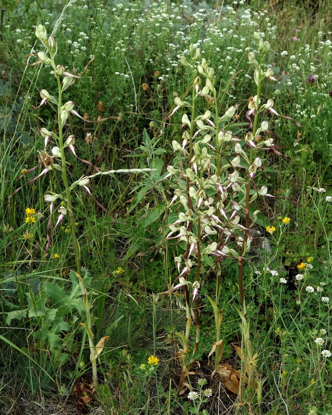 Image of Himantoglossum caprinum specimen.