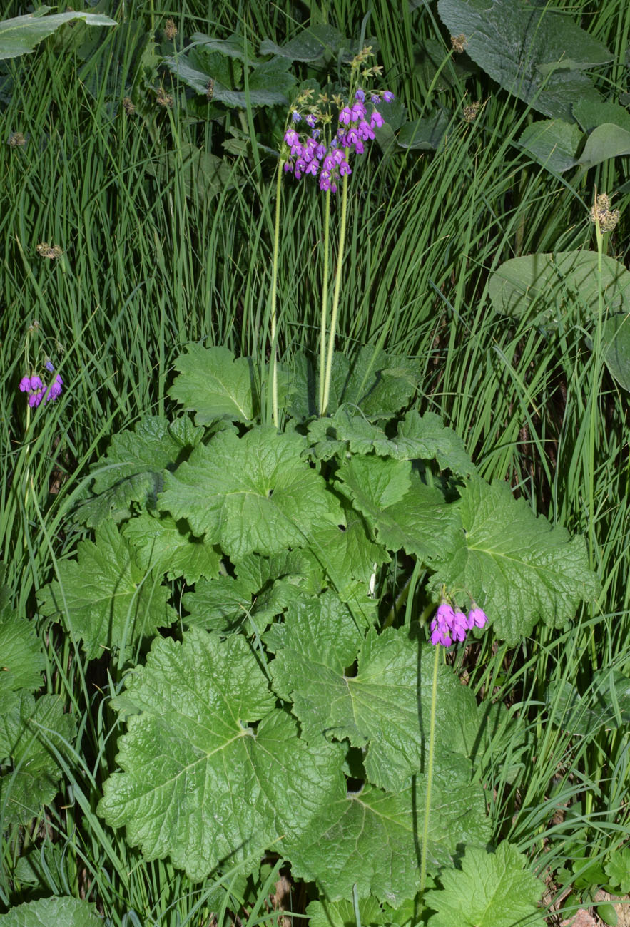 Изображение особи Cortusa turkestanica.