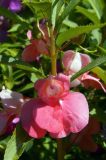 Impatiens balsamina. Часть побега с цветком и бутонами. Узбекистан, Ташкент, бот. сад. 28.06.2017.