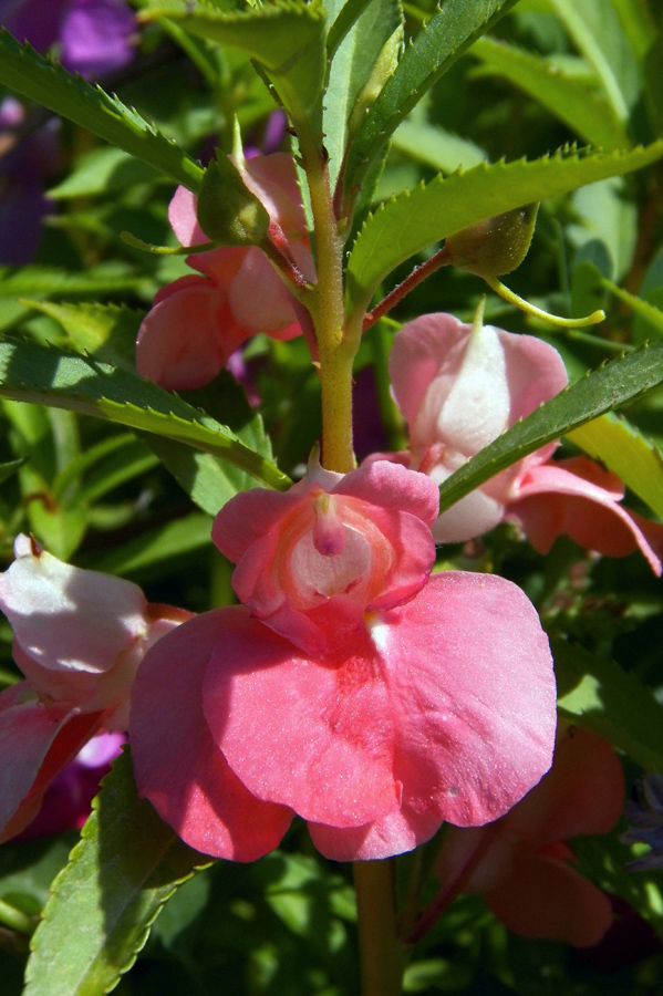 Image of Impatiens balsamina specimen.