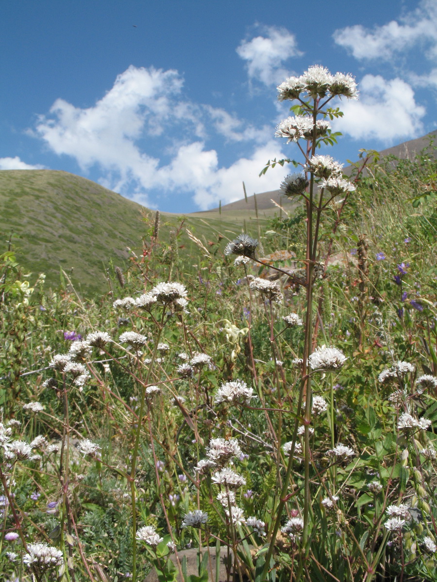Image of Gypsophila cephalotes specimen.