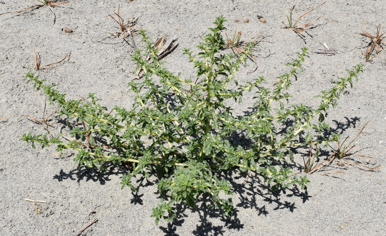 Image of Amaranthus albus specimen.