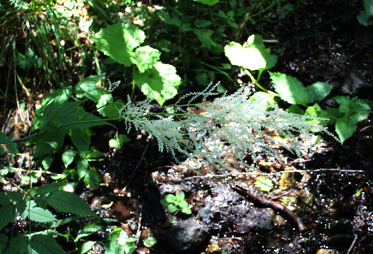 Image of Aruncus sylvestris specimen.