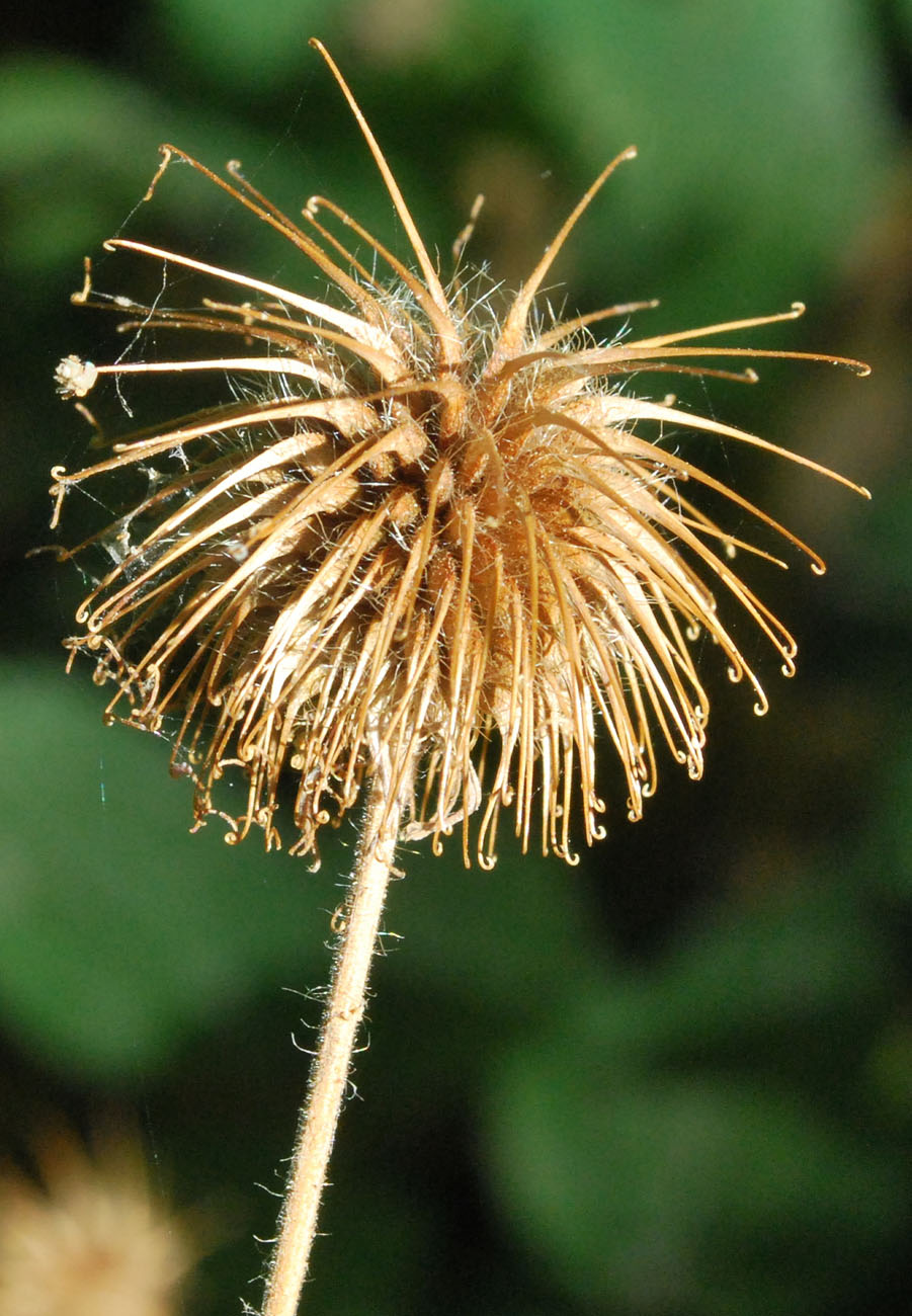 Image of Geum urbanum specimen.