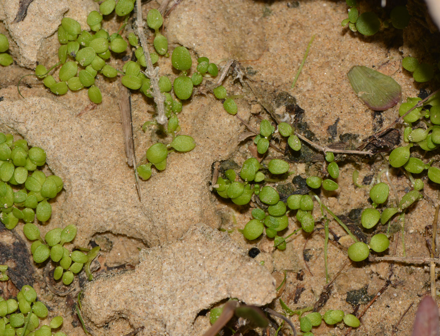 Image of Valantia hispida specimen.