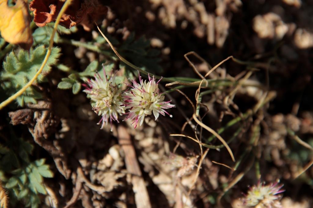 Изображение особи Allium kokanicum.