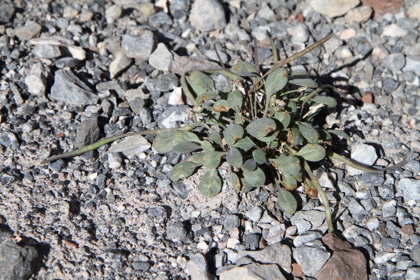 Image of Leiospora subscapigera specimen.