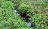 Filipendula ulmaria. Заросли вдоль канавы. Новгородская обл., Валдайский р-н. Середина мая.