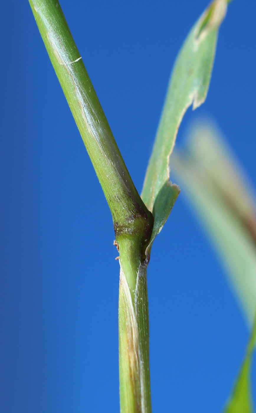 Изображение особи Setaria viridis.