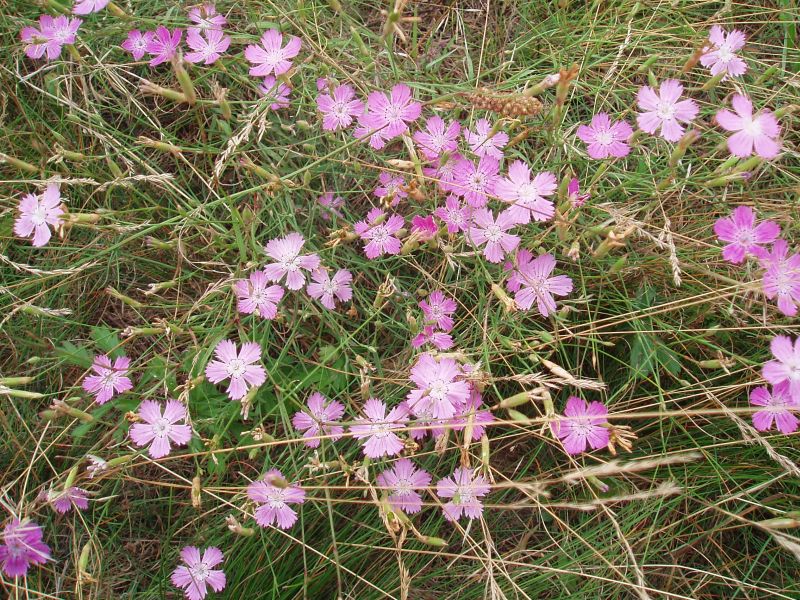 Изображение особи Dianthus campestris.