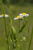 Erigeron annuus