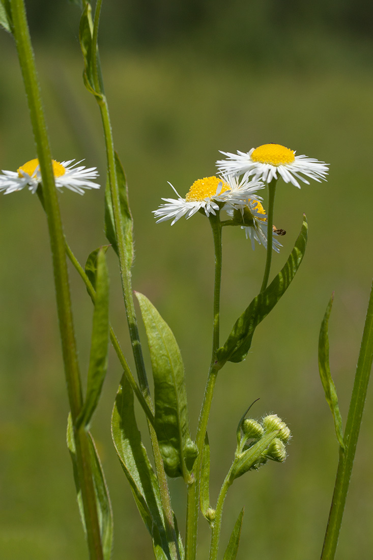 Изображение особи Erigeron annuus.