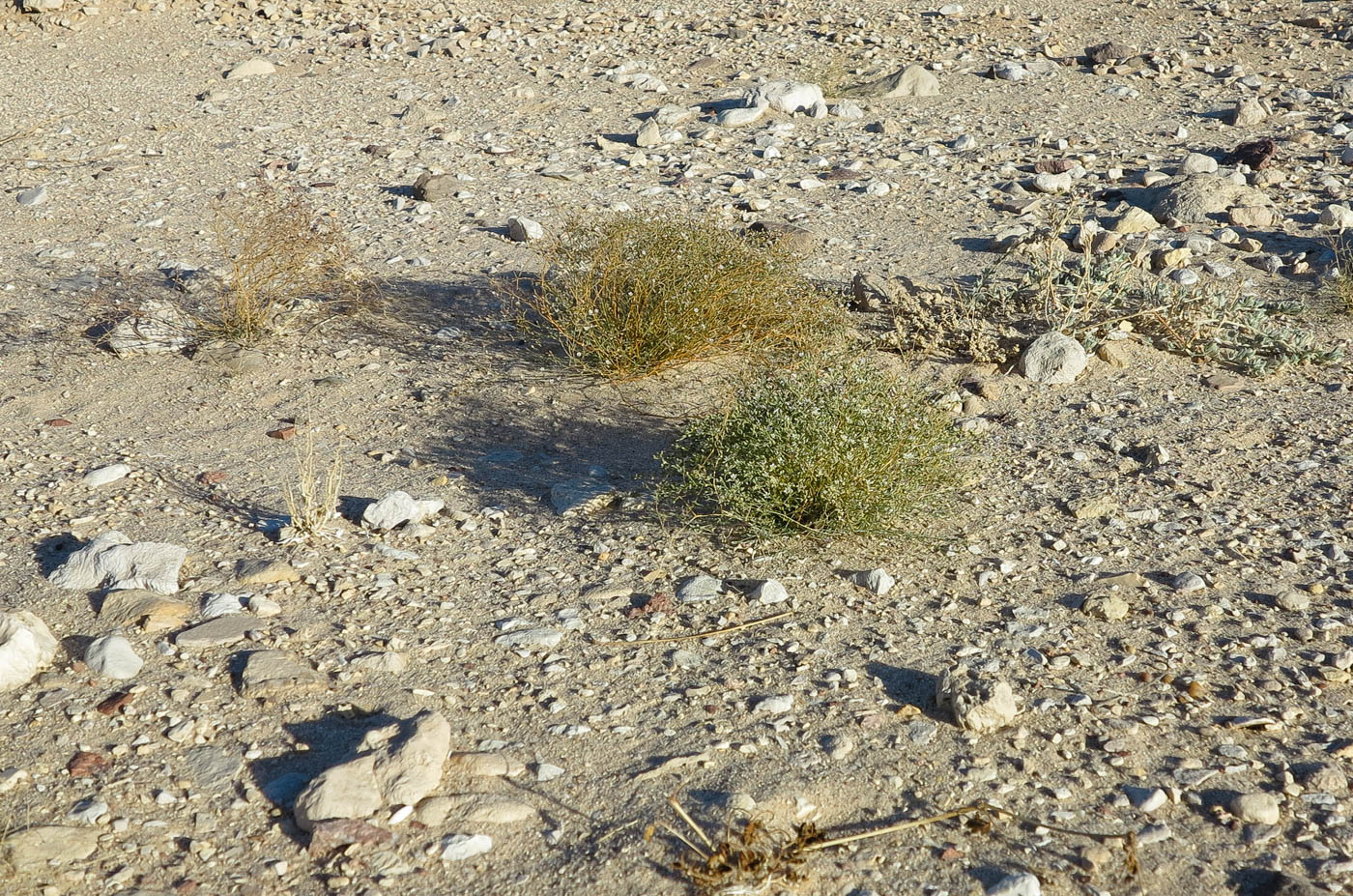 Image of Polycarpaea robbairea specimen.