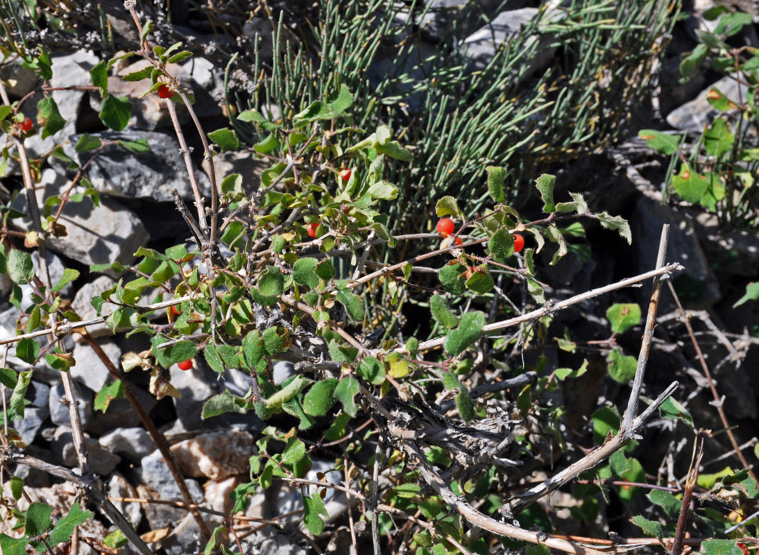 Изображение особи Lonicera altmannii.