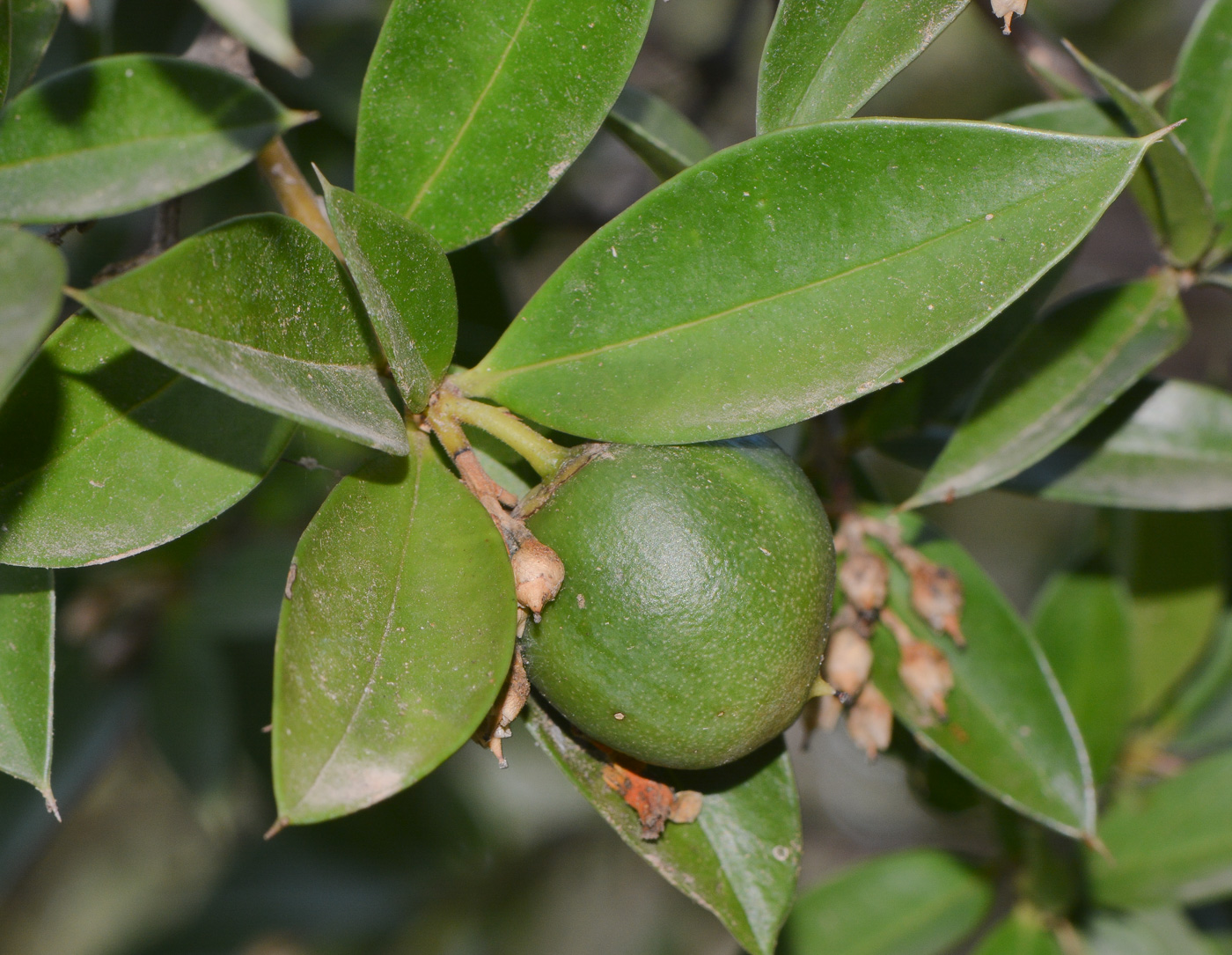 Image of Bonellia macrocarpa specimen.