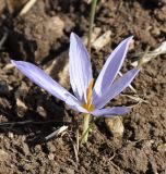 Crocus pulchellus