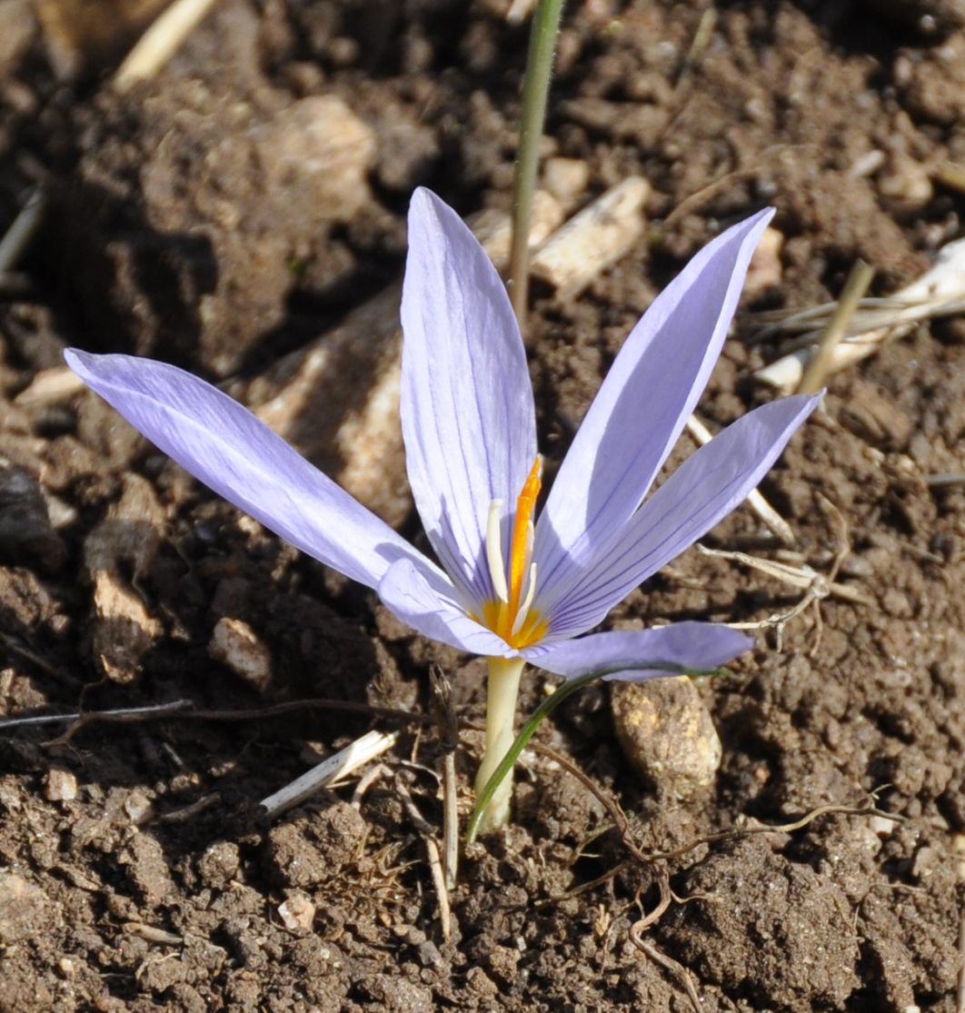 Image of Crocus pulchellus specimen.