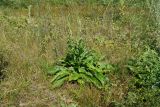 Verbascum lychnitis