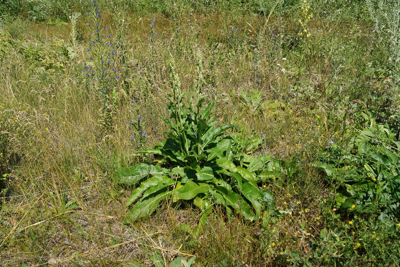 Изображение особи Verbascum lychnitis.