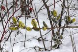 Salix caprea