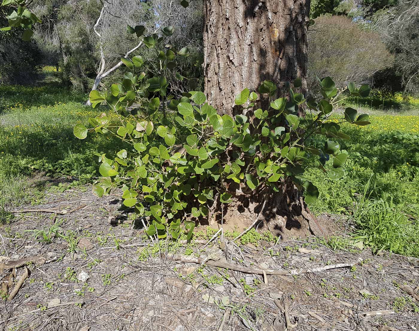 Image of Erythrina abyssinica specimen.