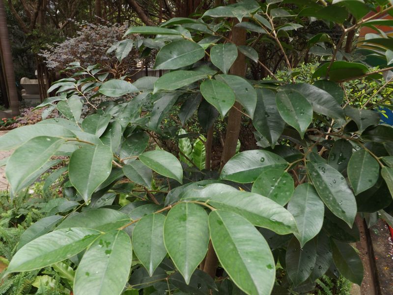 Image of Aquilaria sinensis specimen.